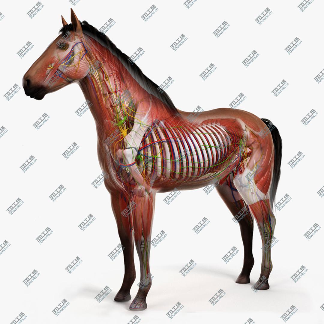 images/goods_img/20210113/3D Full Horse Anatomy Animated model/1.jpg